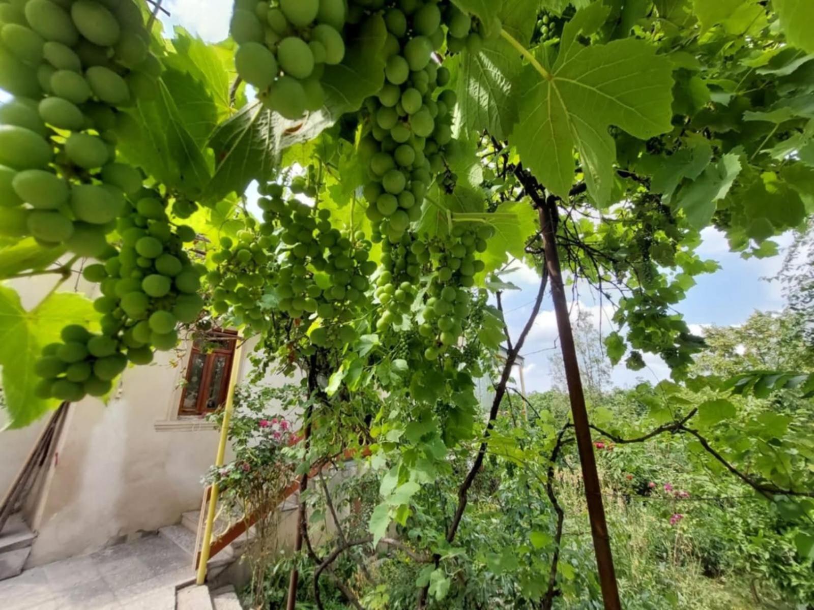 Guesthouse "Door" In סינגאני מראה חיצוני תמונה